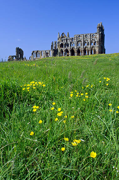 ENG: Yorkshire & Humberside Region, North Yorkshire, North Yorkshire Coast, Whitby, Whitby Abbey (EH), 11th c. monastery, viewed over meadow [Ask for #270.137.]