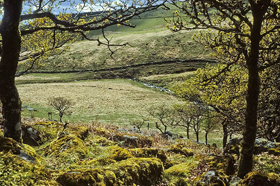 ENG: South West Region, Devon, Dartmoor National Park, Central Dartmoor, Wistman's Woods, View from woods over moor to River Dart [Ask for #104.083.]