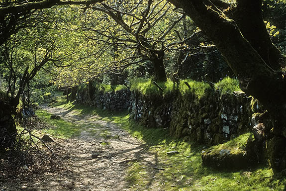 ENG: South West Region, Devon, Dartmoor National Park, Dartmoor's Western Edge, Sheepstor, Lane near Sheeps Tor; abnd hedgerow in forest [Ask for #106.029.]