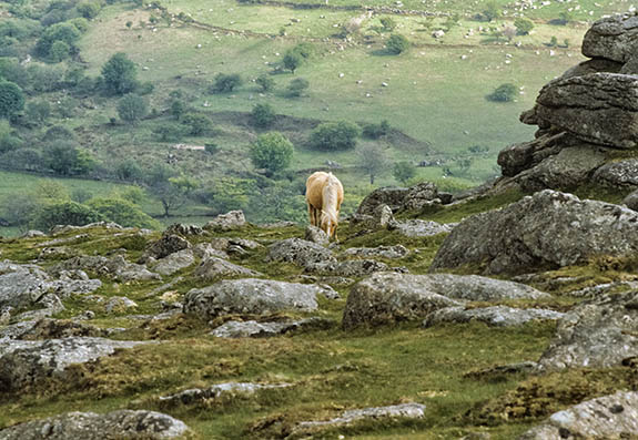 ENG: South West Region, Devon, Dartmoor National Park, Dartmoor's Western Edge, Sheepstor, Horse grazing on tor [Ask for #106.036.]