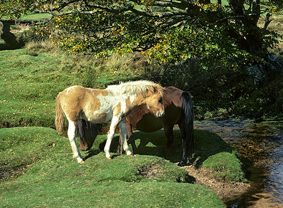 ENG: Devon , Dartmoor National Park, Central Dartmoor, Postbridge. Moor ponies by the East Dart River, at Bellever Bridge [Ask for #157.025.]
