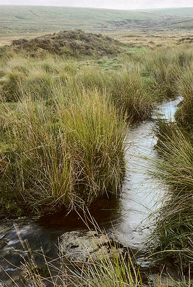 ENG: South West Region, Devon, Dartmoor National Park, Central Dartmoor, Foxtor Mires, Center of mire, flooded, with mound. This is the prototype for Conan Doy'e's "Great Grimpen Mire" [Ask for #157.041.]