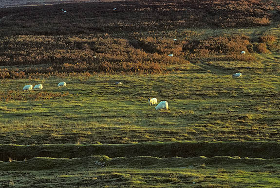 ENG: South West Region, Devon, Dartmoor National Park, Central Dartmoor, Dartmeet, Sheep graze on the high moors as the sun sets. [Ask for #157.052.]