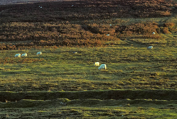 ENG: South West Region, Devon, Dartmoor National Park, Central Dartmoor, Dartmeet, Sheep graze on the high moors as the sun sets. [Ask for #157.052.]