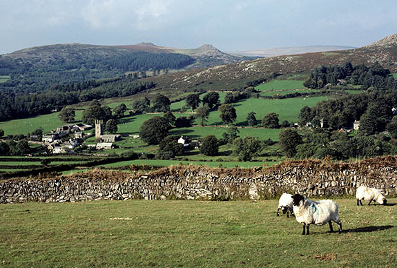 ENG: Devon , Dartmoor National Park, Dartmoor's Western Edge, Sheepstor. Sheep grazing on fields in front of Sheeps Tor. [Ask for #157.088.]