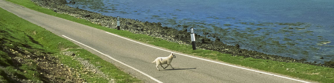 SCO: Highland Region, Sutherland District, Northern Coast, Durness, Kyle of Durness, Lamb crossing lane beside bay; fog rolling in. [Ask for #178.101.]