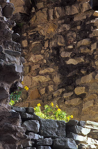 WAL: Denbighshire County, Vale of Clwyd, Denbigh, Denbigh Castle. Flowers growing in a ruined window [Ask for #246.007.]