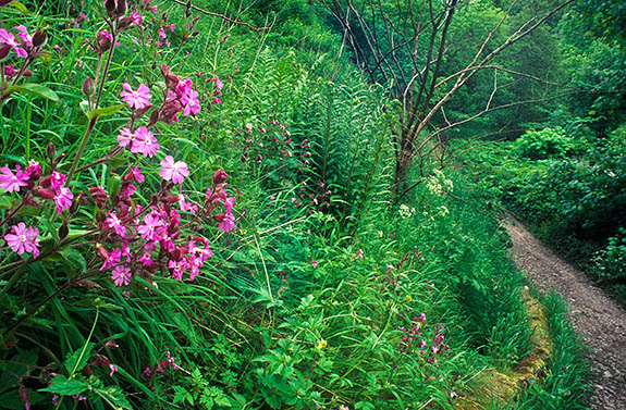 ENG: West Midlands Region, Staffordshire, Peak National Park, The River Dove, Beresford Dale, Wild phlox in spring bloom, by the footpath along the River Dove [Ask for #246.232.]