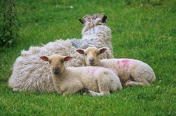 ENG: East Midlands Region, Derbyshire, Peak National Park, Hartington, Biggin, Two lambs rest by their mother, at Biggin Grange [farm] [Ask for #246.242.]