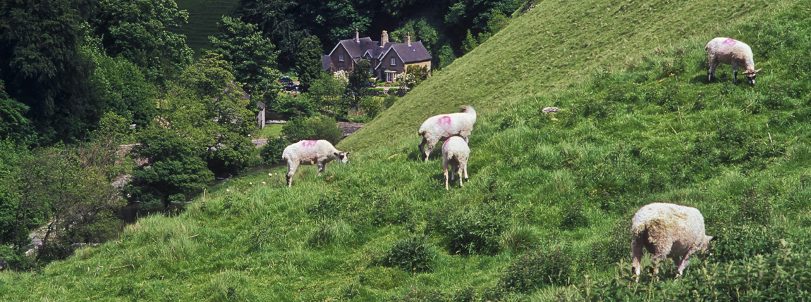  The River Dove in Milldale, Peak National Park in Darbyshire, England.  Sheep graze on the hills above the River Dove, with a mill visible in bkgd