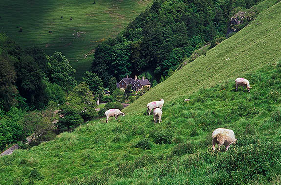 ENG: East Midlands Region, Derbyshire, Peak National Park, The River Dove, Milldale, Sheep graze on the hills above the River Dove, with Lode Mill visible in bkgd [Ask for #246.303.]