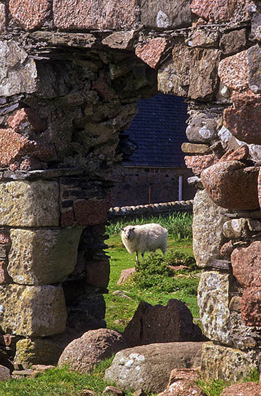 SCO: Argyll & Bute , Inner Hebrides, off Mull, Isle of Iona, Iona Abbey. View from the ruins of the Tigh an Easbuig (17th C Bishop's House) towards the restored 13th C. abbey; sheep [Ask for #246.590.]