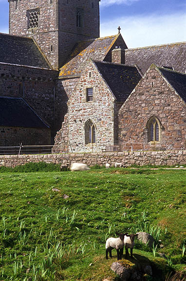SCO: Argyll & Bute , Inner Hebrides, off Mull, Isle of Iona, Iona Abbey. Lambs graze in front of restored 13th C. abbey [Ask for #246.592.]
