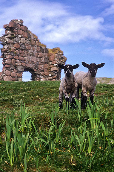 SCO: Argyll & Bute , Inner Hebrides, off Mull, Isle of Iona, Iona Abbey. Lambs play by ruins of Tigh an Easbuig (17th C Bishop's House) [Ask for #246.593.]