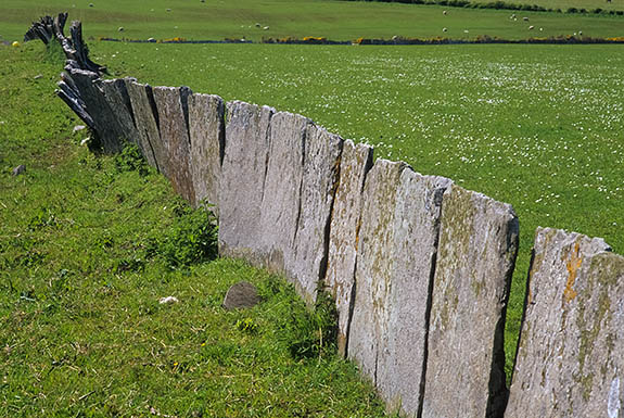 SCO: Highland Region, Caithness District, Northern Coast, Dunnet Head, Skarfskerry (village), Field wall made of flagstones, locally quarried, stood on end [Ask for #246.811.]