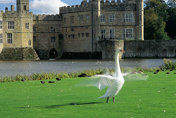 ENG: Kent , The Medway Valley, Leeds Castle and Gardens, Moat and Castle. White swan strutting and flapping its wings in front of castle [motion indicated by blurring] [Ask for #248.377.]