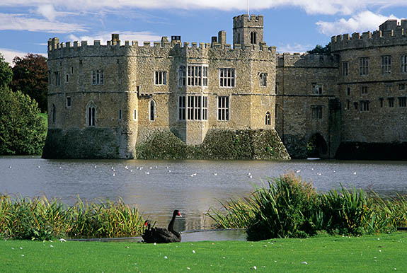 ENG: Kent , The Medway Valley, Leeds Castle and Gardens, "Gloriette" (13th C. keep). Viewed over moat; black swan [Ask for #248.398.]