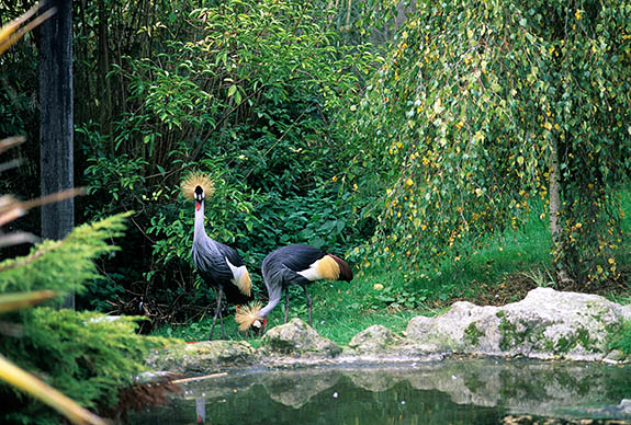 ENG: Kent , The Medway Valley, Leeds Castle and Gardens, Aviary. Established by Lady Baillie in the 1950's. Crowned cranes [Ask for #248.421.]