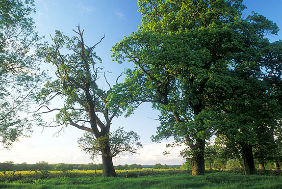 ENG: Hampshire , The North Downs, Steventon (Jane Austin's Birthplace), Steventon Church. View from the fields bordering the church [Ask for #253.042.]