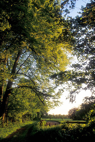 ENG: Hampshire , The North Downs, Steventon (Jane Austin's Birthplace), Steventon Church. Path linking Steventon with its church. [Ask for #253.045.]