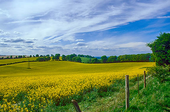 ENG: South East Region, Hampshire, North Wessex Downs AONB, Watership Down, Downlands, Canola field in spring bloom [Ask for #253.100.]