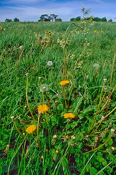 ENG: South East Region, Hampshire, North Wessex Downs AONB, Watership Down, RABBIT'S LEVEL VIEW of a patch of grass covered in wildflowers. [Ask for #253.102.]