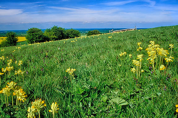 ENG: South East Region, Hampshire, North Wessex Downs AONB, Watership Down, RABBIT'S LEVEL VIEW of a patch of grass covered in wildflowers at the top of Watership Down, with a view into the valley below. [Ask for #253.105.]