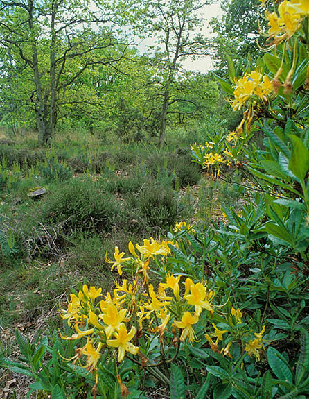 ENG: South East Region, Hampshire, The North Downs, Burghclere Area, Newtown Commons, Rabbit's level view of the commons, past wild rhododendrons. [NOTE: Crop for vignetting.] [Ask for #253.120.]