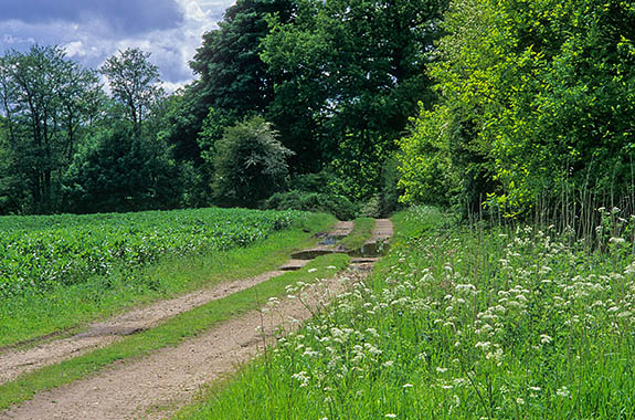 ENG: South East Region, West Berkshire, Kennet Valley, Newbury, Sandleton Park, Public footpath leads through farmland just outside Newbury; described in "Watership Down", p15. Pea field on left, as on p.49. [Ask for #253.128.]