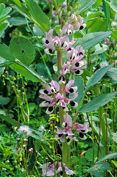 ENG: South East Region, West Berkshire, Kennet Valley, Newbury, Sandleton Park, Peas in flower, as in "Watership Down", p.49. [Ask for #253.129.]