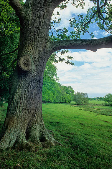 ENG: South East Region, West Berkshire, Kennet Valley, Newbury, Sandleton Park, Rolling hill topped by small woods. Site of 'Sandleford Warren' in "Watership Down", p11 [Ask for #253.132.]