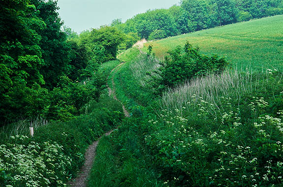 ENG: South East Region, Hampshire, North Wessex Downs AONB, Watership Down, Footpath to Watership Down, waymarked as the "Wayfarer's Walk". [Ask for #253.137.]