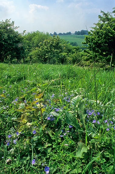 ENG: South East Region, Hampshire, North Wessex Downs AONB, Watership Down, RABBIT'S LEVEL VIEW of wildflowers and grass along the Wayfarer's Walk footpath. [Ask for #253.138.]