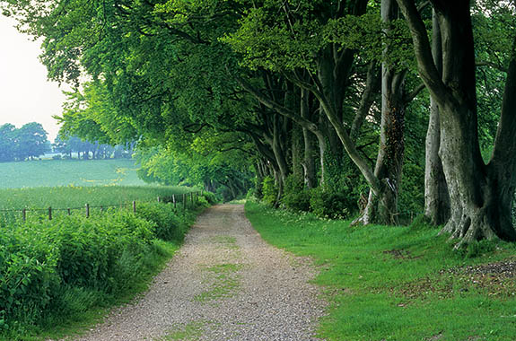 ENG: South East Region, Hampshire, North Wessex Downs AONB, Watership Down, Wayfarer's Walk (path) from Watership Down to Ladle Hill, Line of beech trees marks the location of a long-abandoned hedgerow. [Ask for #253.143.]