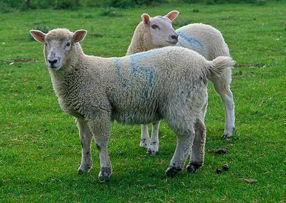 ENG: South East Region, Hampshire, North Wessex Downs AONB, Watership Down, Wayfarer's Walk (path) from Watership Down to Ladle Hill, Sheep graze along the path [Ask for #253.149.]