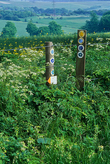 ENG: South East Region, Hampshire, North Wessex Downs AONB, Watership Down, Wayfarer's Walk (path) from Watership Down to Ladle Hill, Path follows a fence engulfed in wildflowers; post with medallion waymarks marks an intersection. [Ask for #253.151.]