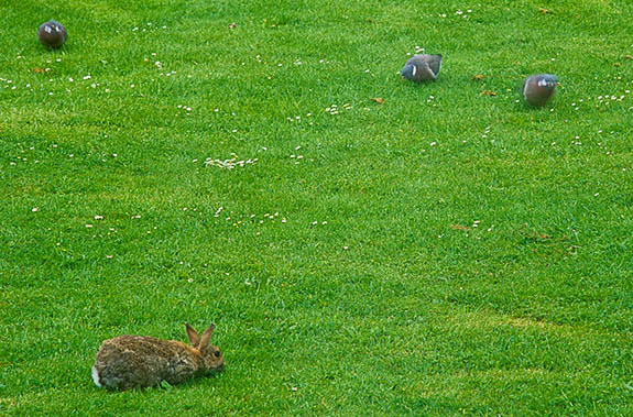 ENG: South East Region, Hampshire, The South Downs, Winchester, Southern Suburbs (Badger Farm and Olivers Battery), A rabbit grazes in a residential back garden [Ask for #253.303.]