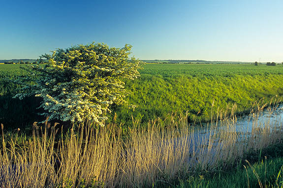 ENG: South East Region, Kent, Romney Marsh, Romney Marsh's Interior, Newchurch Area, Hawthorn in spring bloom by the side of a drainage canal [Ask for #256.447.]