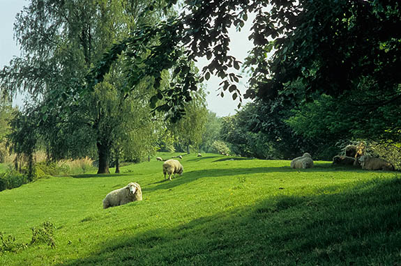 ENG: South East Region, Kent, Romney Marsh, Appledore, The Royal Military Canal passing along the southern edge of the village; sheep graze on its embankment [Ask for #256.459.]