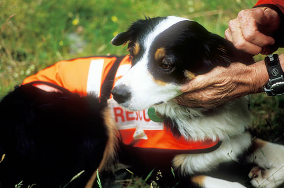 ENG: Cumbria , Lake District N.P., Keswick-Borrowdale Area, Broadstack Gil (NT). Search and Rescue Dogs Assoc. (Lake District) training session. Handler Mick Guy with search dog Ginnie [Ask for #259.151.]