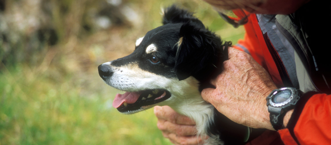 ENG: Cumbria , Lake District N.P., Keswick-Borrowdale Area, Broadstack Gil (NT). Search and Rescue Dogs Assoc. (Lake District) training session. Handler Mick Guy with search dog Mist [Ask for #259.152.]