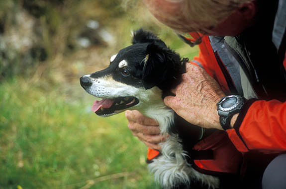 ENG: Cumbria , Lake District N.P., Keswick-Borrowdale Area, Broadstack Gil (NT). Search and Rescue Dogs Assoc. (Lake District) training session. Handler Mick Guy with search dog Mist [Ask for #259.152.]