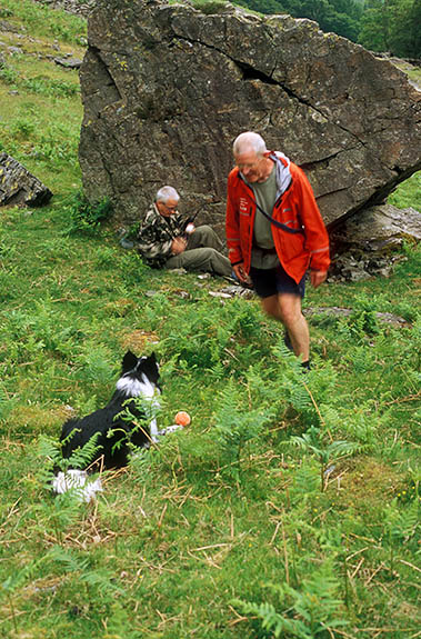 ENG: Cumbria , Lake District N.P., Keswick-Borrowdale Area, Broadstack Gil (NT). Search and Rescue Dogs Assoc. (Lake District) training session. Search dog trainee Fly, w. handler Mike Hadwin, plays w. toy after finding "body" Geoff Faulkner [Ask for #259.158.]