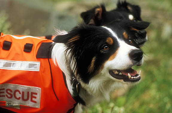 ENG: Cumbria , Lake District N.P., Keswick-Borrowdale Area, Broadstack Gil (NT). Search and Rescue Dogs Assoc. (Lake District) training session. Veteran search dogs Ginnie (front) and Mist (back). [Ask for #259.160.]