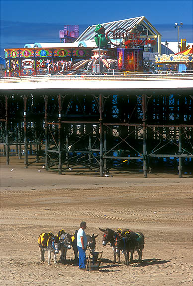 ENG: Blackpool Borough, Southern Beachfront, The Golden Mile, Donkeys for hire on the low tide sands beneath the pier [Ask for #262.022.]