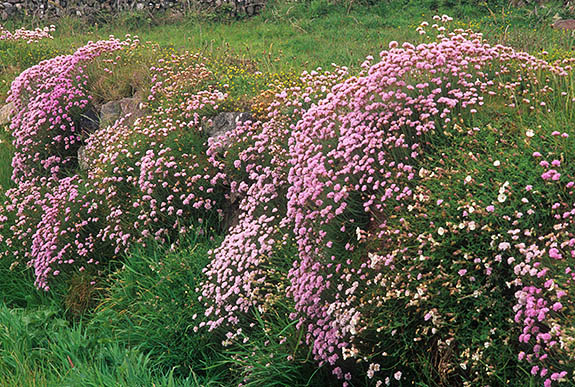 ENG: Cornwall , Cornwall AONB, Penwith Peninsula, Levant Tin Mine. Abandoned ruins of the Levant tin mine; sea thrift (Armeria maritima), blooms in large bunches [Ask for #268.209.]