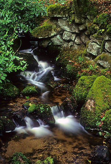 ENG: Devon , Dartmoor National Park, Dartmoor's Southern Edge, Buckland-in-the-Moor. Small waterfall as a stream emerges from a stone wall [Ask for #268.486.]