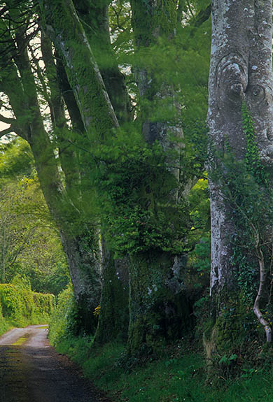 ENG: South West Region, Devon, Dartmoor National Park, Dartmoor's Eastern Edge, North Bovey, A line of trees along a gravel farm lane grow from an old hedgerow [Ask for #268.512.]