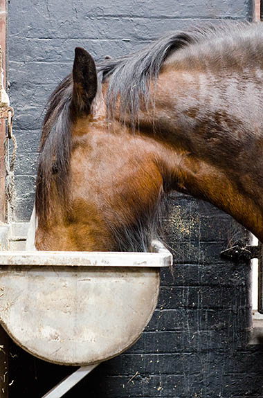 ENG: West Midlands Region, Staffordshire, The Trent Valley, Burton-on-Trent, Town Center, National Brewery Centre. Shire Horse in stall [Ask for #270.039.]