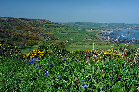 ENG: Yorkshire & Humberside Region, North Yorkshire, North Yorkshire Coast, Sea Cliffs, Ravenscar, Spring wildflowers frame a view of Robin Hoods Bay [Ask for #270.128.]